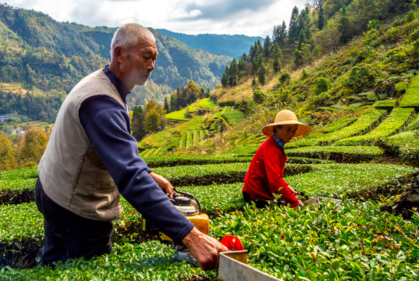 兩片葉子富了一個(gè)縣 ——湖南省桑植縣走出知識(shí)產(chǎn)權(quán)扶貧路 兩片葉子富了一個(gè)縣 ——湖南省桑植縣走出知識(shí)產(chǎn)權(quán)扶貧路