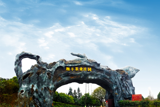 湘豐茶業:一片“綠茶”,香飄全世界 湘豐茶業:一片“綠茶”,香飄全世界