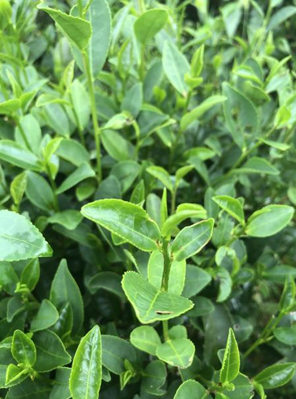 清心一號 清心一號