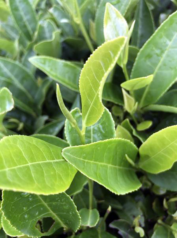 湘豐2號 湘豐2號