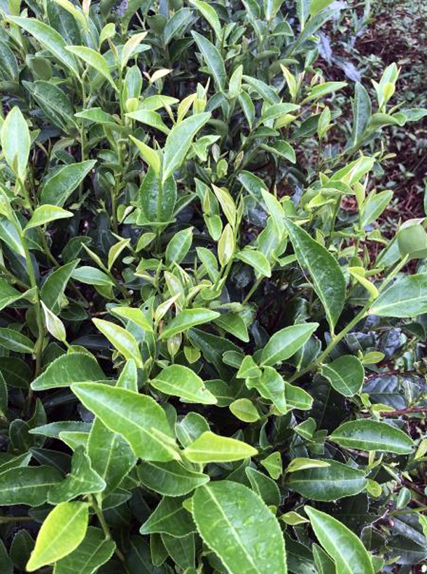 湘豐3號 湘豐3號