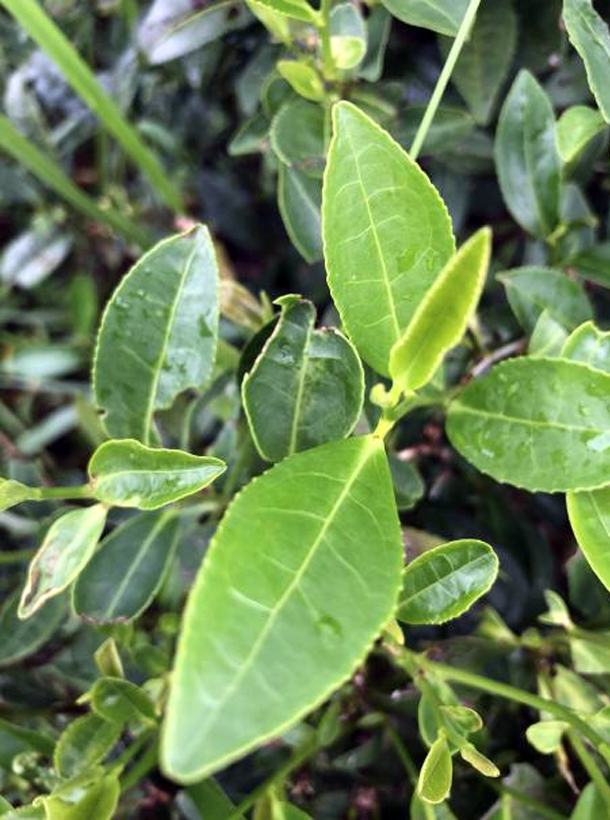 中茶108 1.png 中茶108 1.png