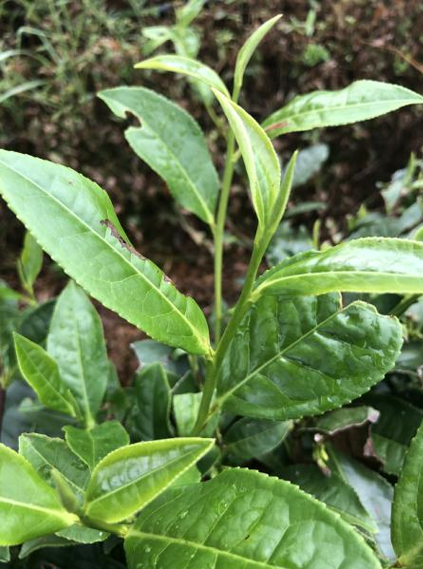 黔輻4號.png 黔輻4號.png