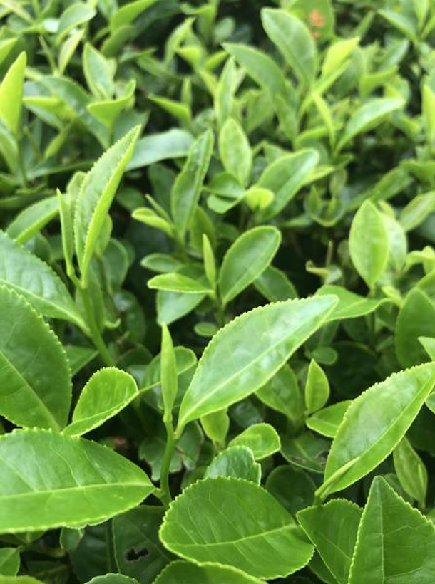 碧云.png 碧云.png