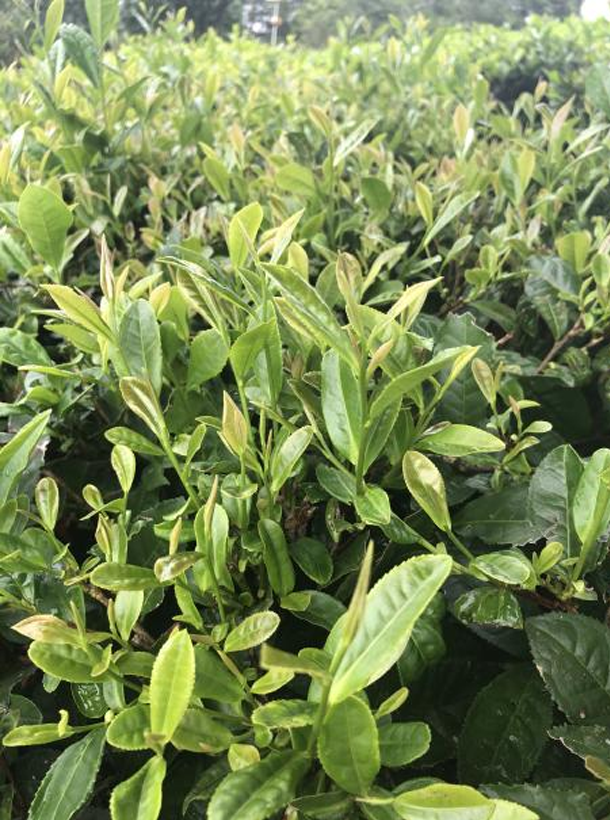 浙農902 1.png 浙農902 1.png