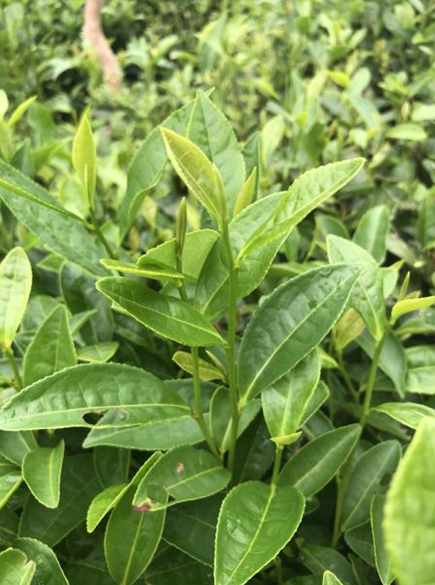 特早213 1.png 特早213 1.png