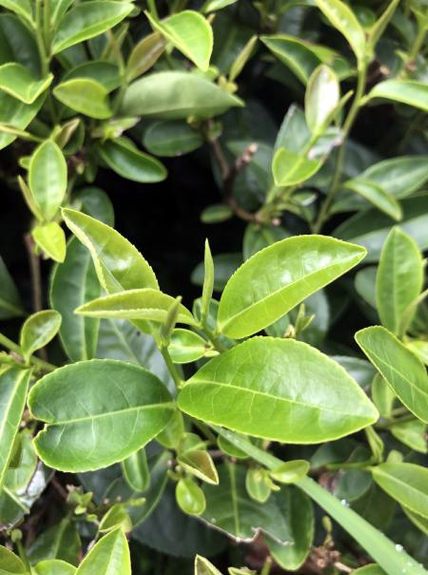 浙農(nóng)113 浙農(nóng)113