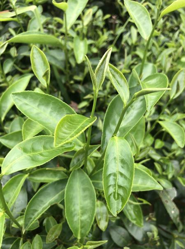 鄂茶.png 鄂茶.png