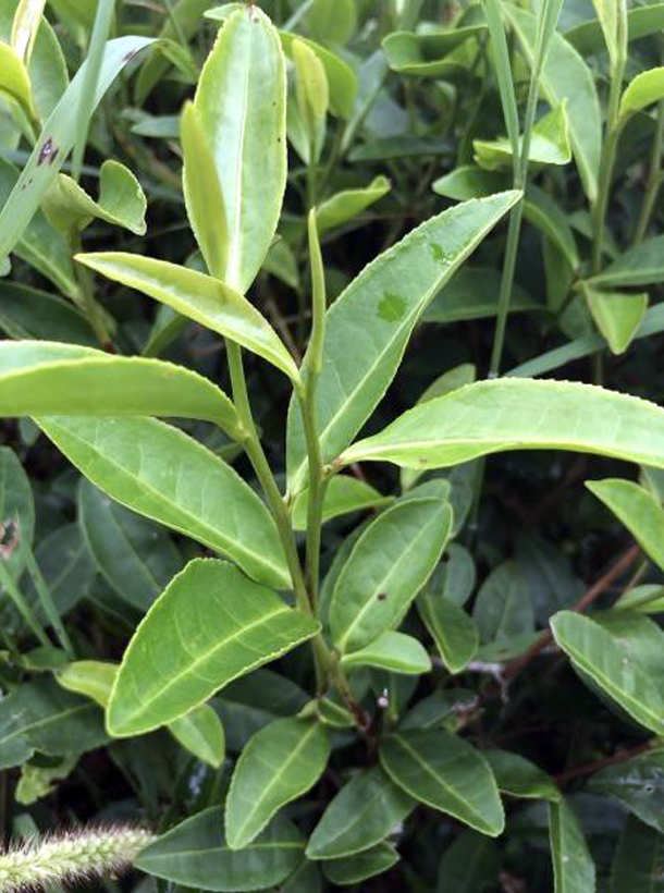 安吉白茶 安吉白茶