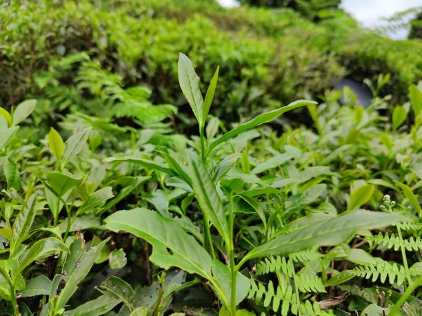 藪北1.png 藪北1.png