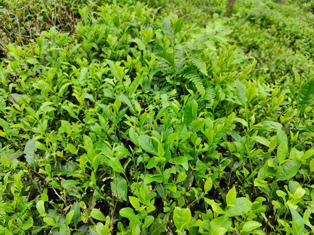 黃金56號1.png 黃金56號1.png