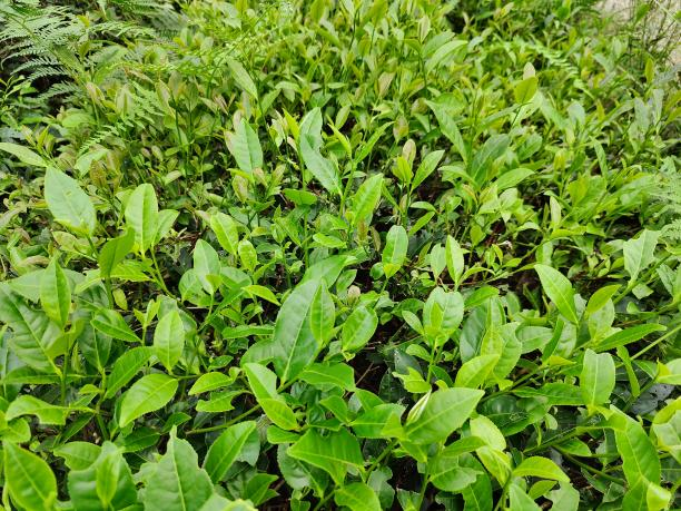 佛香3號.png 佛香3號.png