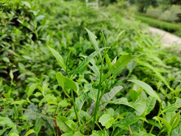 佛香3號 佛香3號