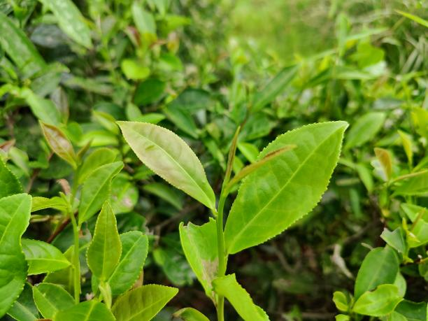 福雜湘3號 福雜湘3號