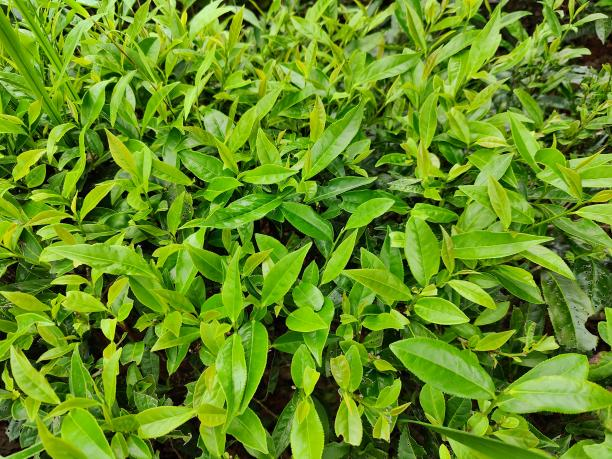 黃金芽11號.png 黃金芽11號.png