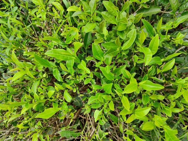 福云7號.png 福云7號.png