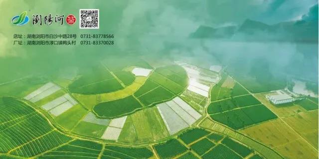 瀏陽淳口片區的銀峰茶園.jpg 瀏陽淳口片區的銀峰茶園.jpg