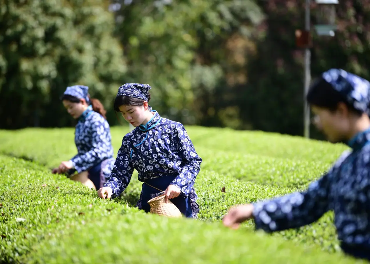今年春茶品質(zhì)比往年更好