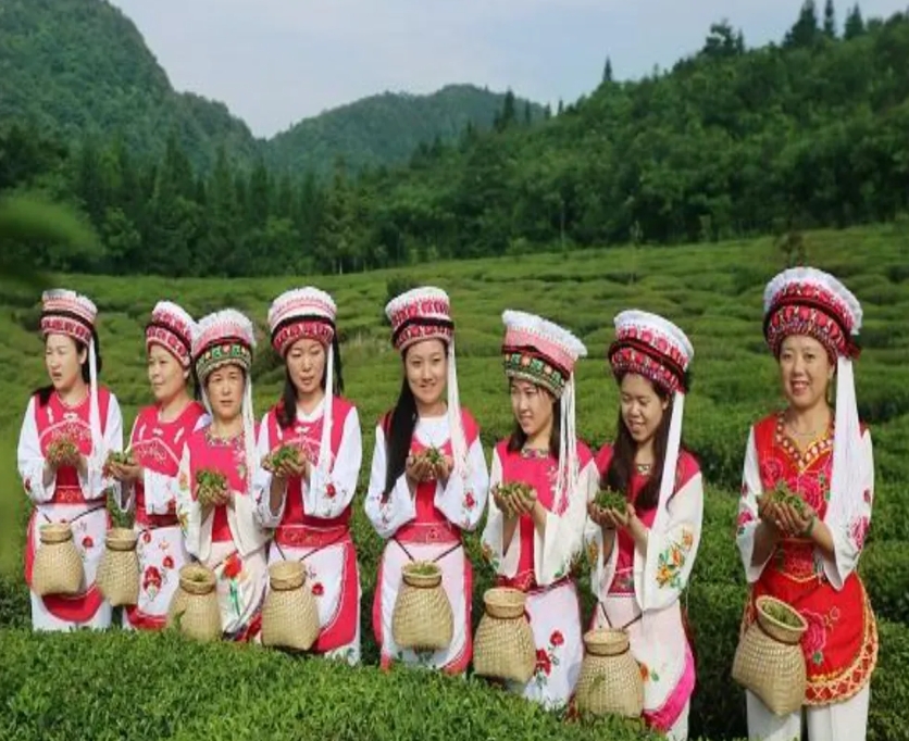 2024湖南茶葉新質生產力“十強先行縣(市)”一葉桑植白茶舞 風花雪月盡入壺 2024湖南茶葉新質生產力“十強先行縣(市)”一葉桑植白茶舞 風花雪月盡入壺