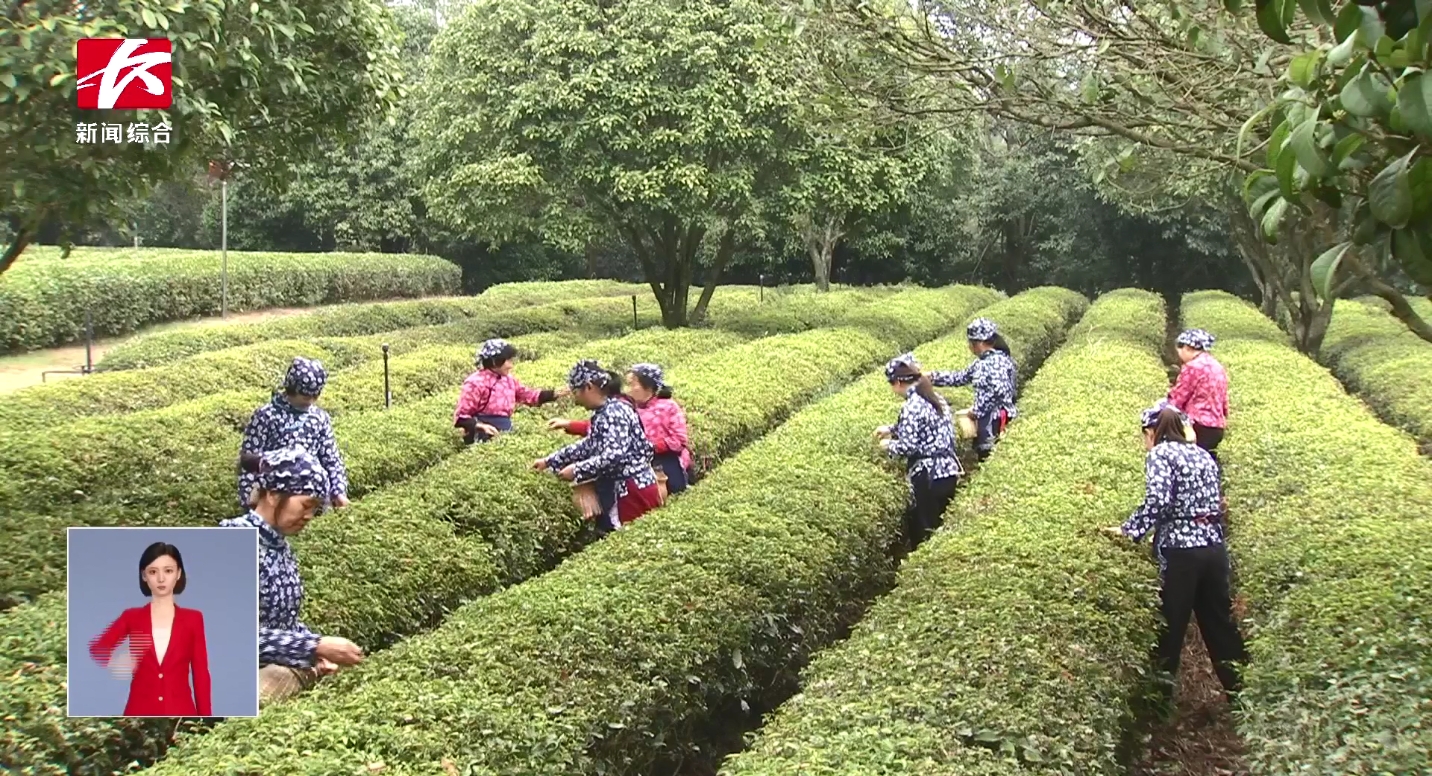 20多萬畝春茶搶“鮮”開采 茶旅融合促振興 20多萬畝春茶搶“鮮”開采 茶旅融合促振興